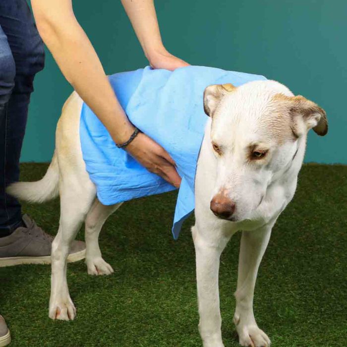 Cooler Cooling Dog Towel