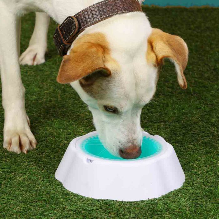 Cooler Cooling Dog Bowl