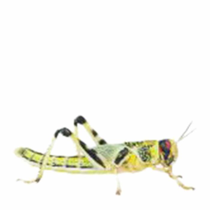 Peregrine Locusts Reptile Live Food