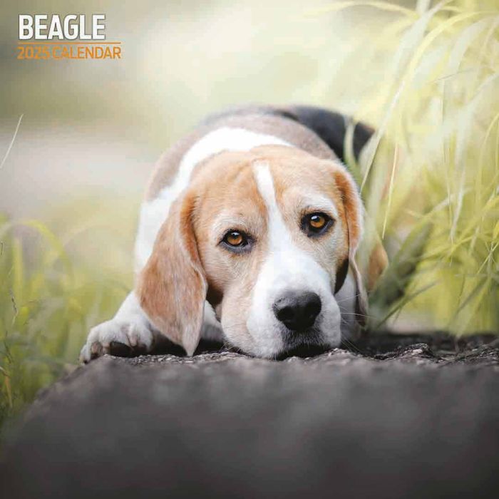 Magnet & Steel Beagle Traditional 2025 Calendar