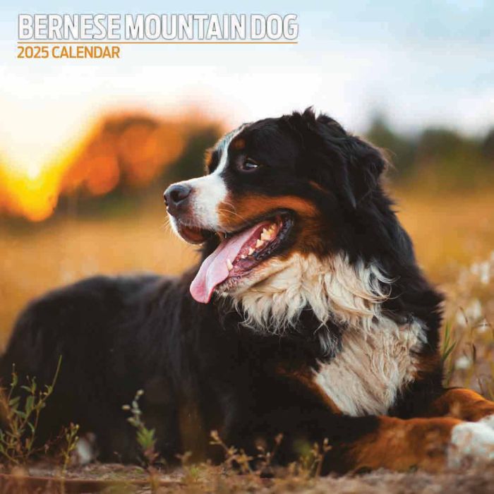 Magnet & Steel Bernese Mountain Dog Calendar