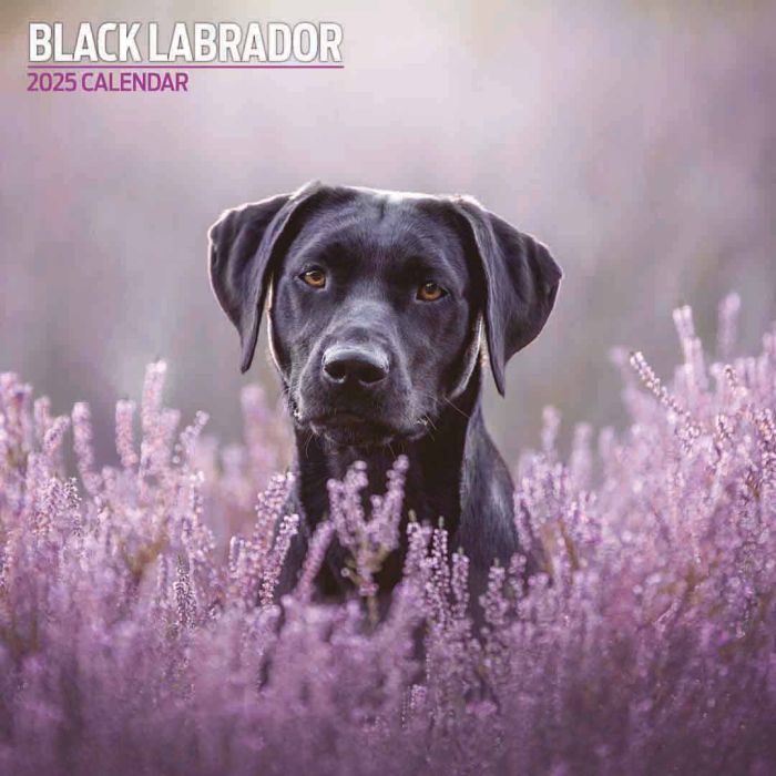 Magnet & Steel Labrador Black Traditional 2025 Calendar