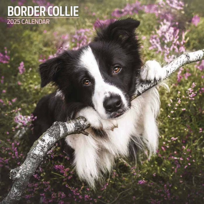 Magnet & Steel Border Collie Traditional & Cute 2025 Calendar