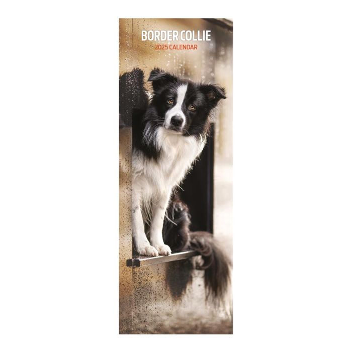 Magnet & Steel Border Collie Slim 2025 Animal Calendar