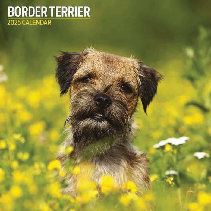 Magnet and Steel Border Terrier Traditional 2025 Calendar