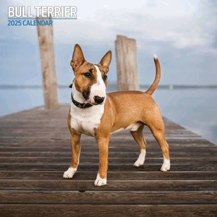 Magnet & Steel Bull Terrier Traditional 2025 Calendar