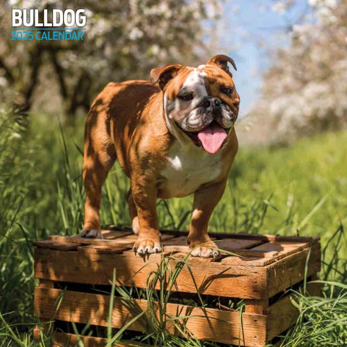 Magnet & Steel Bulldog Traditional 2025 Calendar