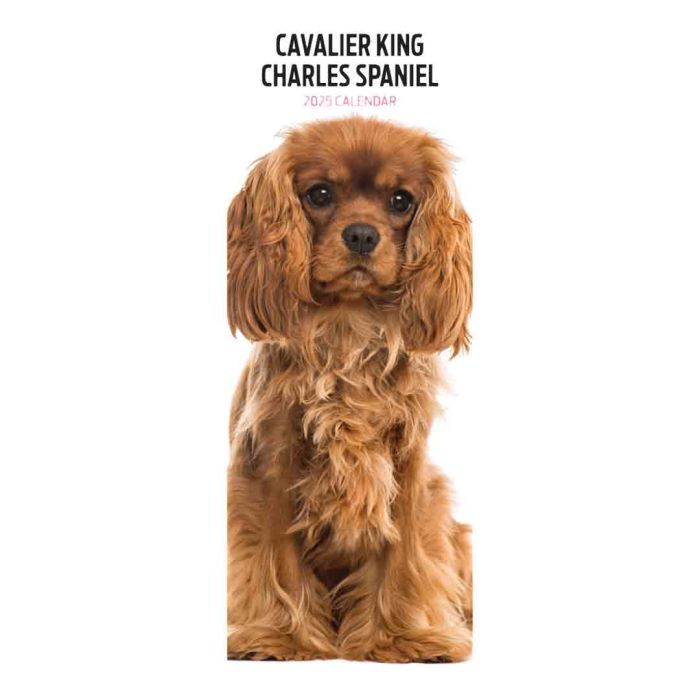Magnet & Steel Cavalier King Charles Slim 2025 Calendar