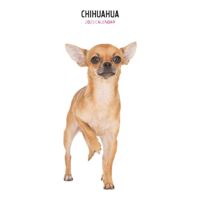 Magnet & Steel Chihuahua Slim 2025 Calendar