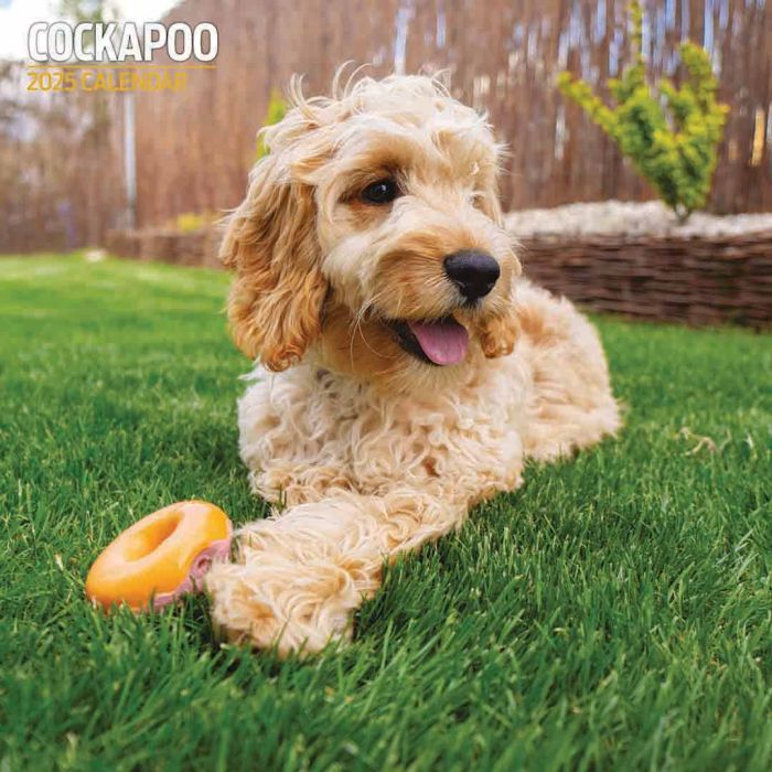 Magnet & Steel Cockapoo Traditional 2025 Calendar