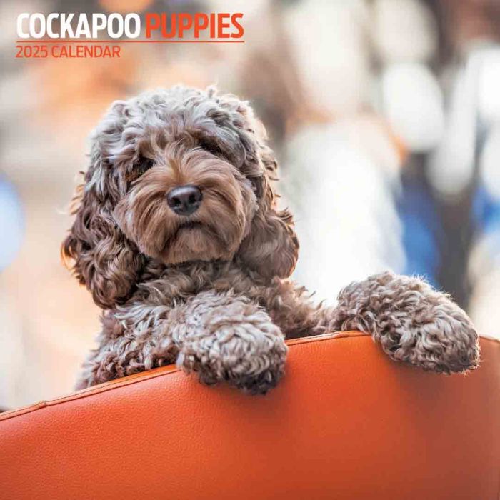 Magnet & Steel 2025 Cockapoo Puppies Calendar