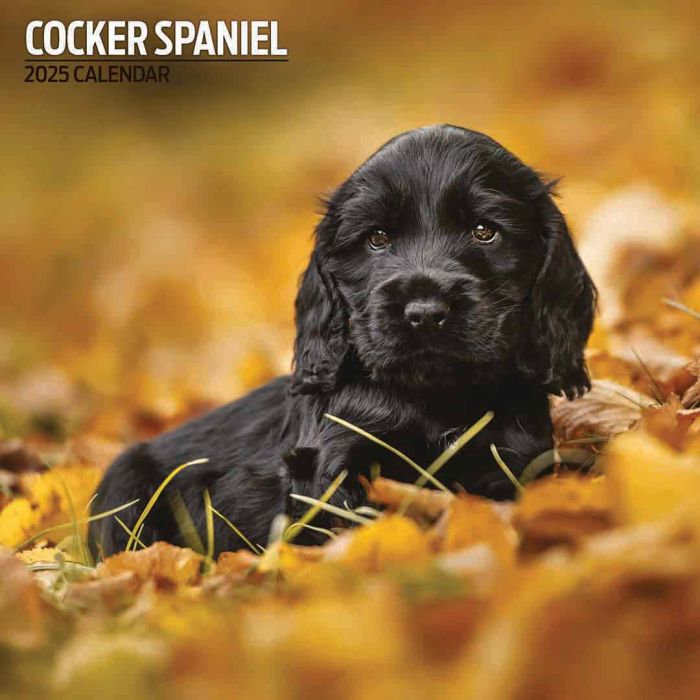 Magnet & Steel Cocker Spaniel Traditional 2025 Calendar