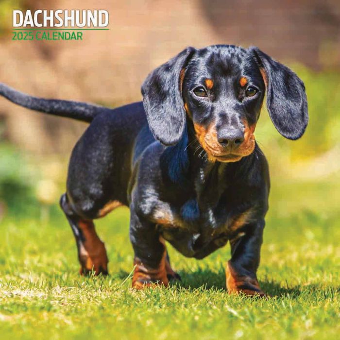 Magnet & Steel Dachshund Traditional 2025 Calendar