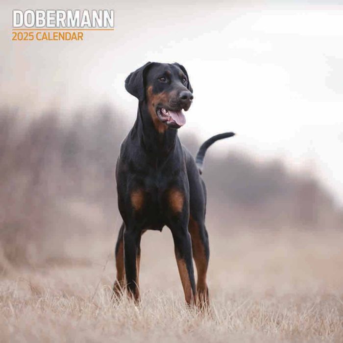 Magnet & Steel Doberman Traditional 2025 Calendar