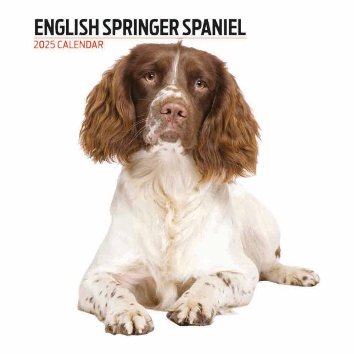 Magnet & Steel 2025 English Springer Spaniel Calendar