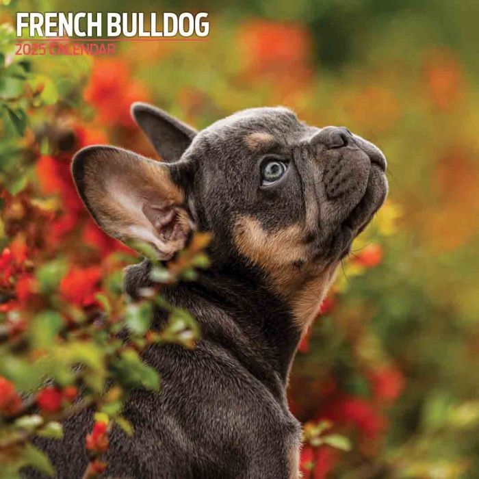Magnet & Steel French Bulldog Traditional 2025 Calendar