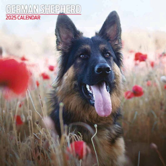 Magnet & Steel German Shepherd Traditional 2025 Dog Calendar