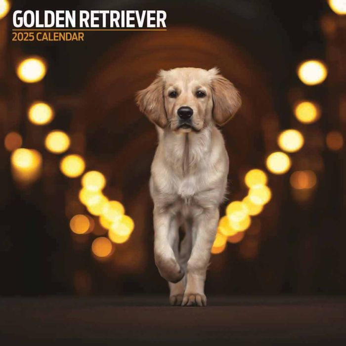 Magnet & Steel Golden Retriever Traditional 2025 Dog Calendar
