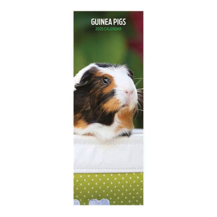 Magnet & Steel Guinea Pig Slim 2025 Calendar