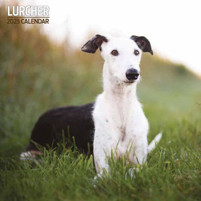 Magent & Steel Lurcher Traditional 2025 Calendar