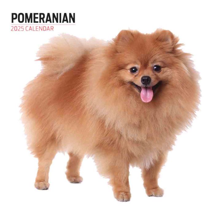 Magnet & Steel Pomeranian Modern 2025 Calendar