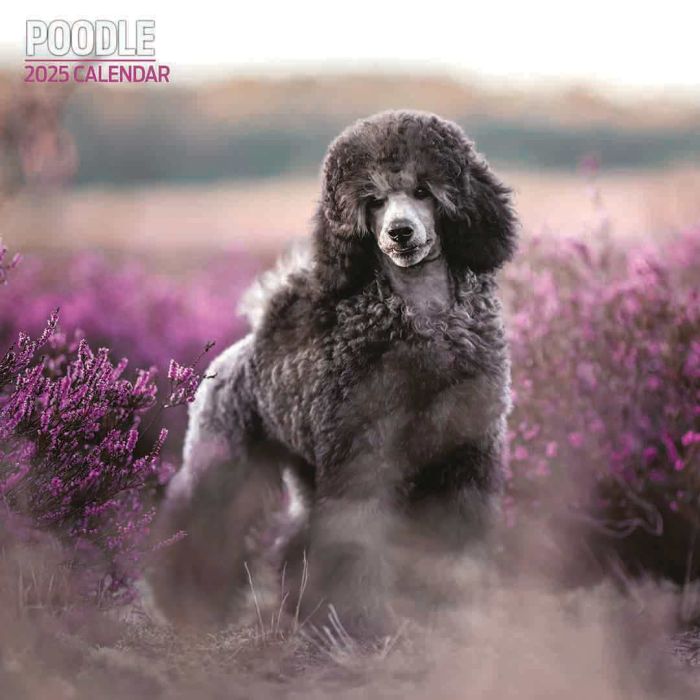 Magnet and Steel Poodle Traditional 2025 Calendar