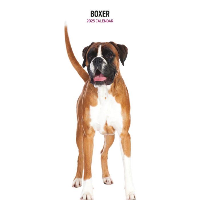 Magnet & Steel Boxer Slim 2025 Calendar