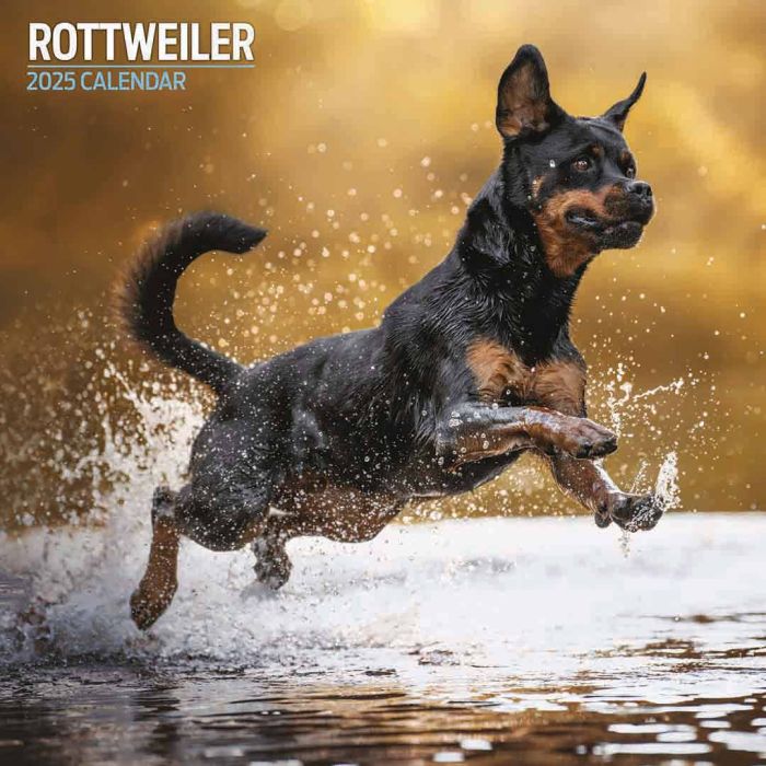 Magnet & Steel Rottweiler Traditional 2025 Calendar