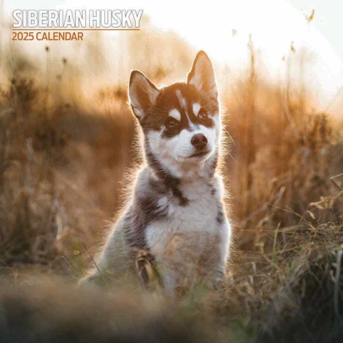 Magnet & Steel 2025 Siberian Husky Traditional Calendar
