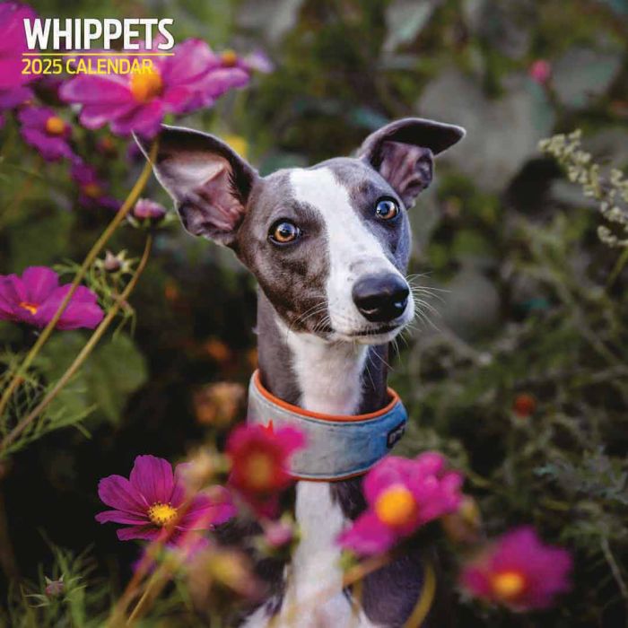 Magnet & Steel 2025 Whippets Traditional Calendar