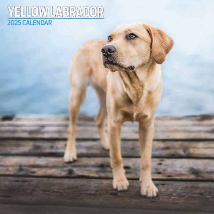 Magnet & Steel 2025 Labrador Yellow Traditional Calendar