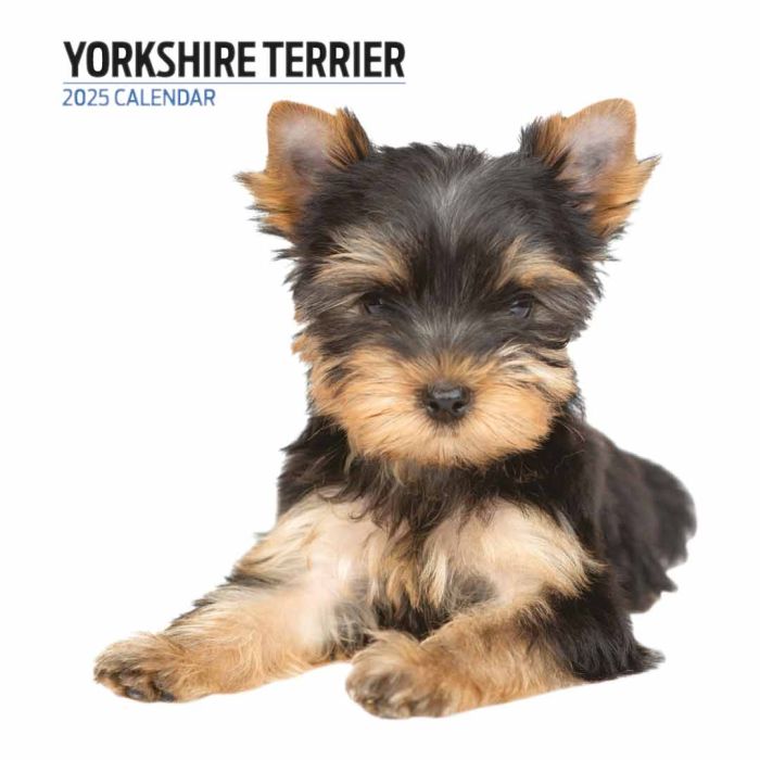 Magnet & Steel Yorkshire Terrier Modern 2025 Calendar