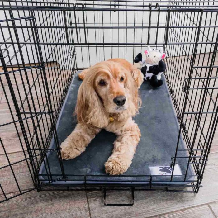 Pet Rebellion Memory Foam Pet Crate Mat