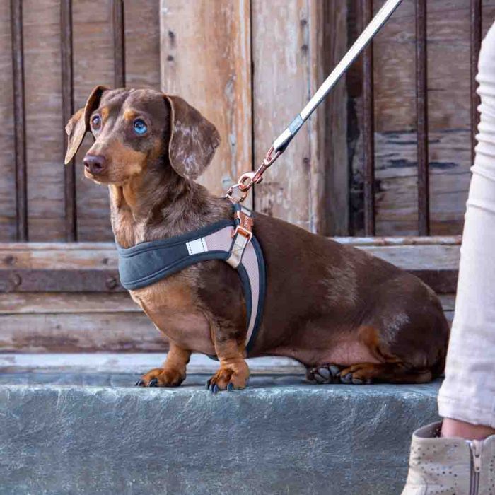 Rogz Urban Fast Fit Dog Harness