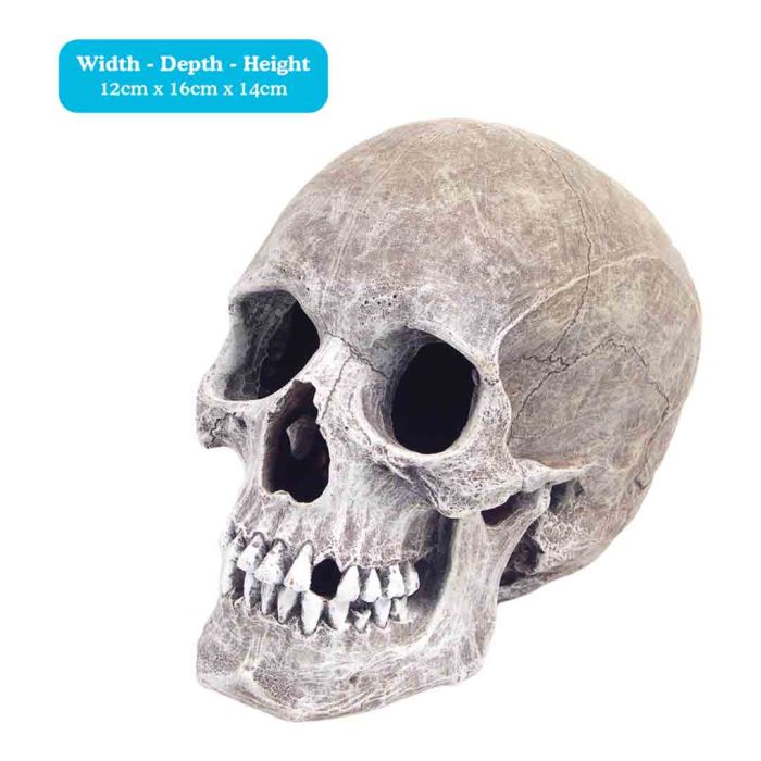 Life-Like Human Skull Fish Tank Decoration