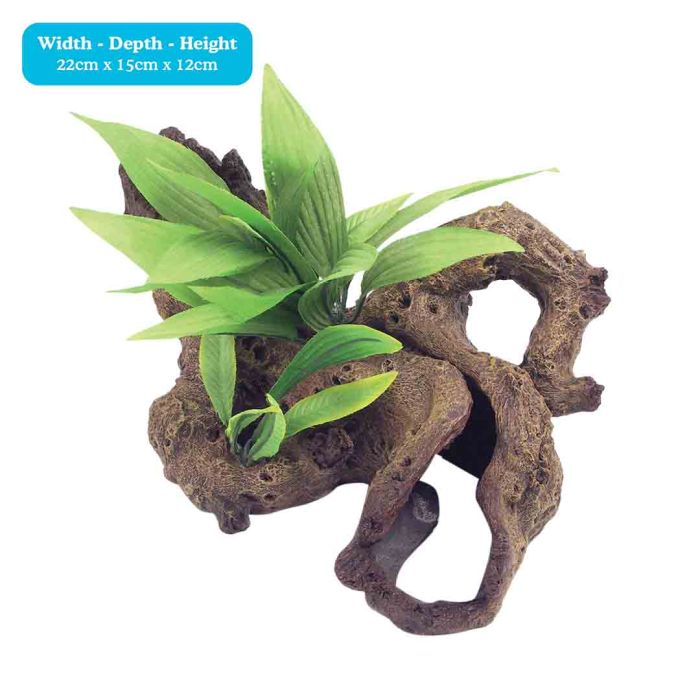 Mopani Wood With Plants