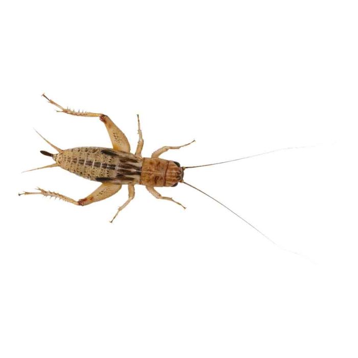 Peregrine Silent Crickets Reptile Live Food
