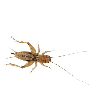Peregrine Silent Brown Crickets Reptile Live Food, Large