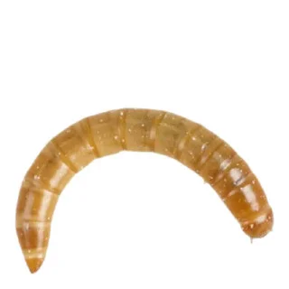 Peregrine Mario Worms Reptile Food, Small