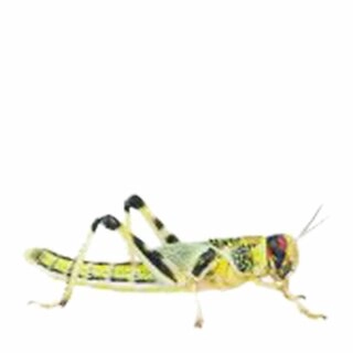 Peregrine Locusts Reptile Live Food, Medium