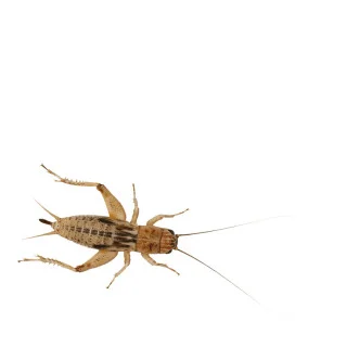 Peregrine Silent Brown Crickets Reptile Live Food, Small