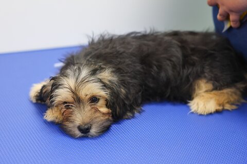 Ultimate Guide to Flea & Worming