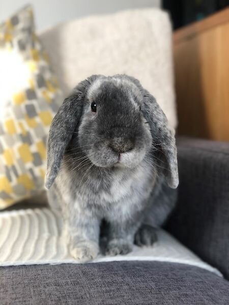 image of rabbit sitting on chair