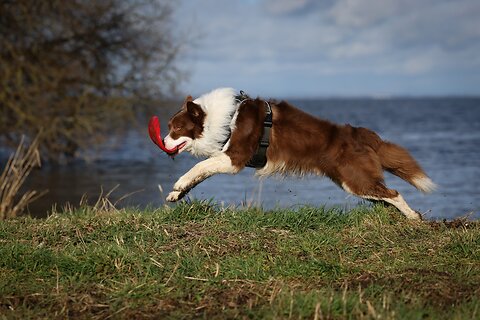 Outdoor Toys For Dogs