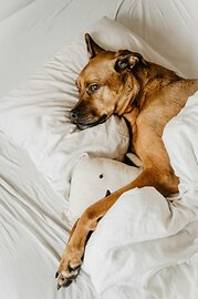 Why is My Dog Being Sick?