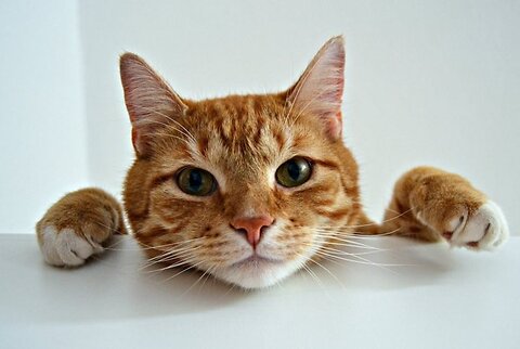 Cats in Heat: Everything You Need to Know