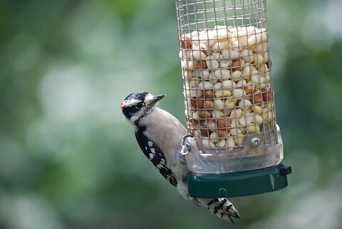 7 Simple Ways You Can Help and Protect Wildlife