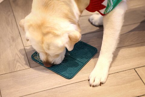 Indoor Enrichment For Dogs
