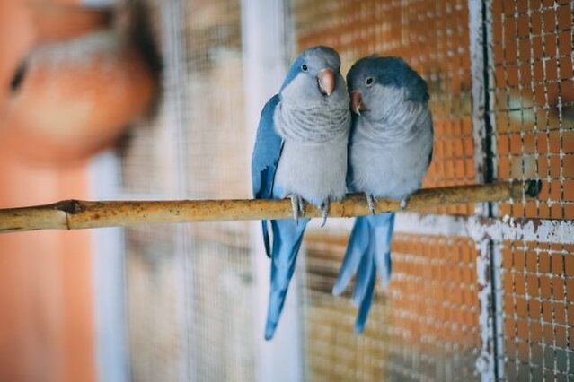 Two blue coloured birds on a perch.