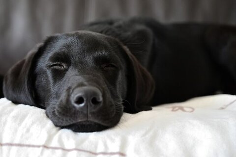 Caring For a Disabled Pet